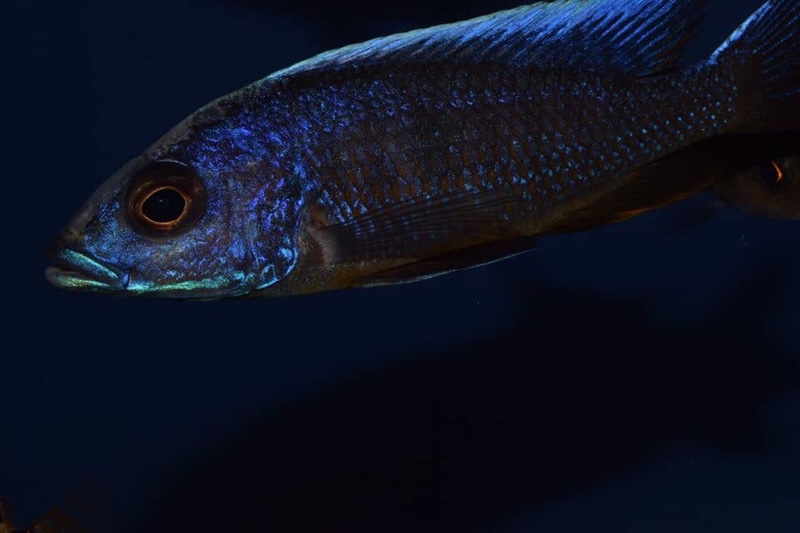 Otopharynx lithobates 'Three Peaks Reef'